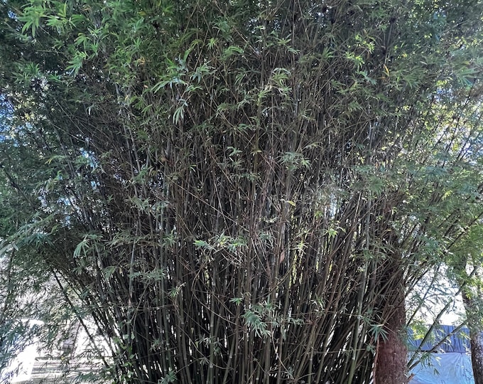 Bambusa Dolichomerithalla ‘Silver Stripe’