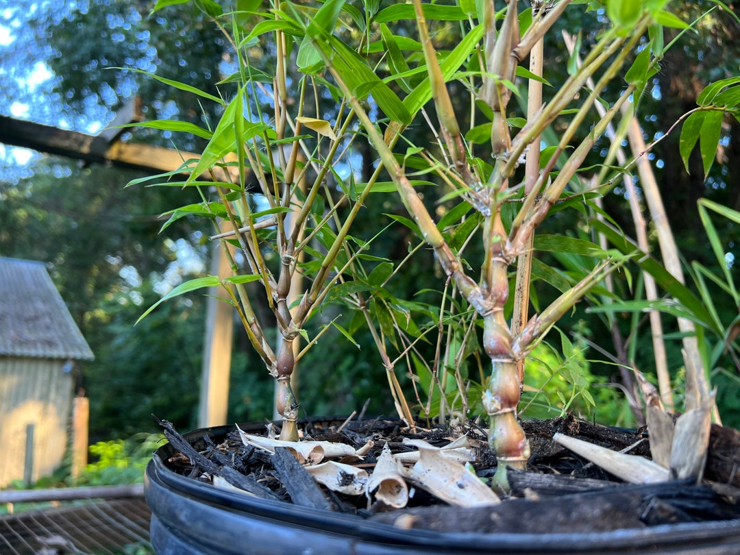Buddha Belly [yellow] 1gal Bamboo Bonsai - Etsy