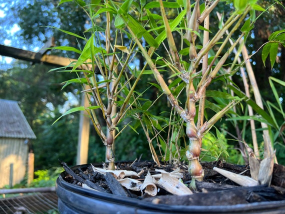 Buddha Belly [Yellow] 1gal Bamboo bonsai