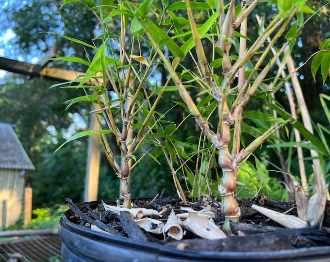 Buddha Belly [Yellow] Bamboo