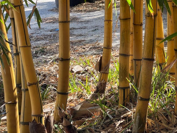 Hawaiian Gold Timber Bamboo