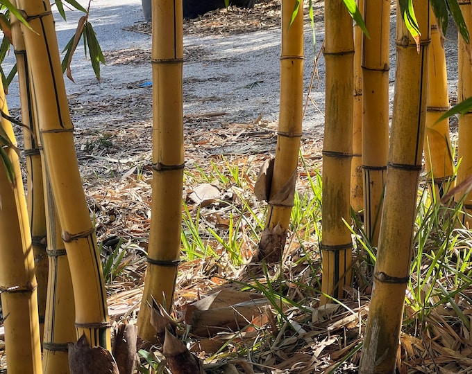 Hawaiian Gold Timber Bamboo