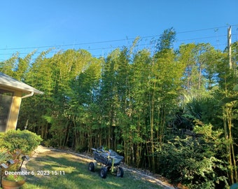 Graceful Bamboo | Bambusa Textilis ‘Gracilis’ live plant