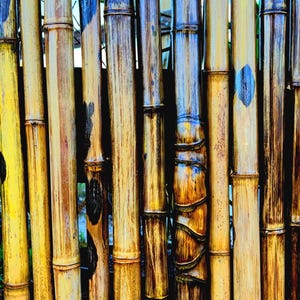 6 Premium Bamboo Sticks  l 2” diameter