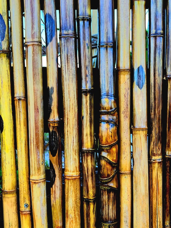 6 Premium Bamboo Sticks  l 2” diameter