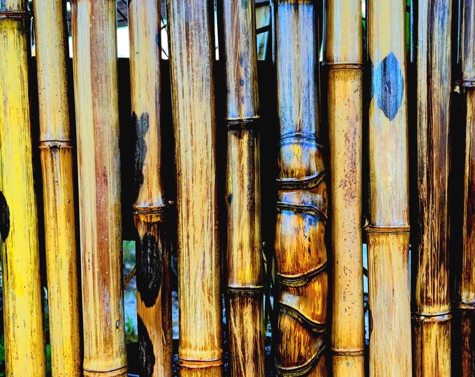 4 Premium Bamboo Sticks l (2") - (1-1/2") Diameter