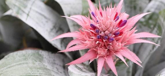Amazonian Bromeliad | Ghost Bromeliad