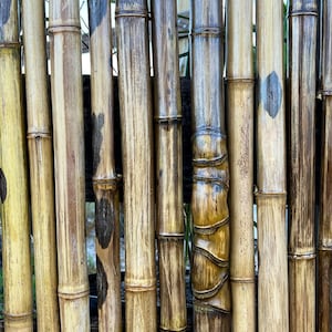 4 Premium Bamboo Sticks  l 1-1/2”- 2” diameter