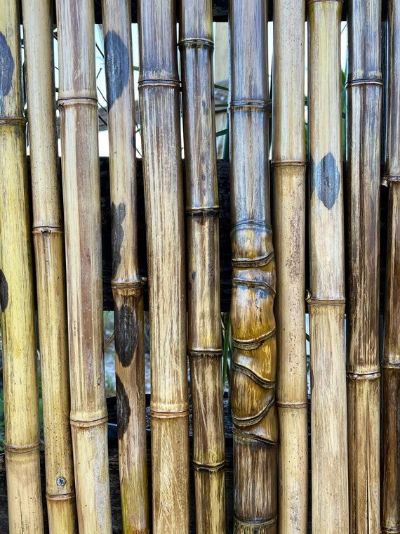 4 Premium Bamboo Sticks  l 1-1/2”- 2” diameter
