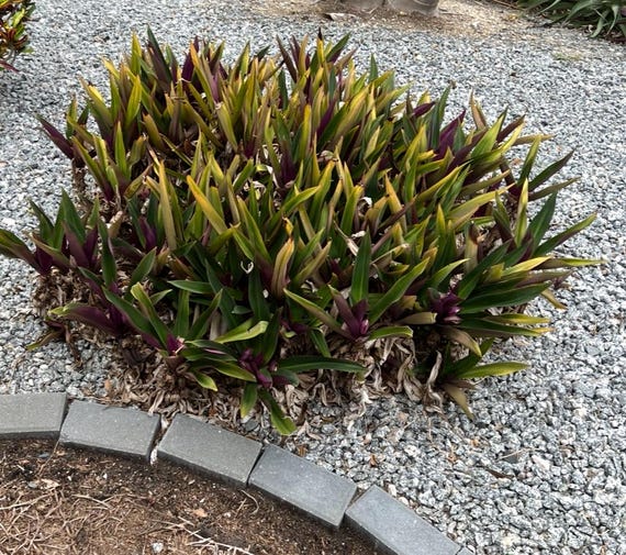 Rhoeo 3gal live plants
