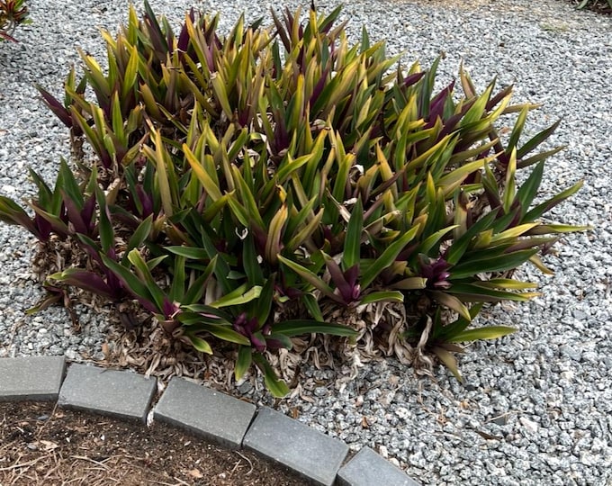 Rhoeo 3gal live plants