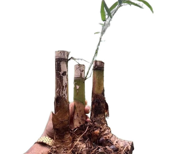 Graceful Bamboo XL Valued Rhizome Division