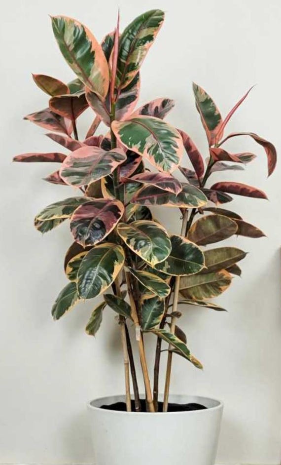 Ficus Fig 10"+ Plant (Variants)