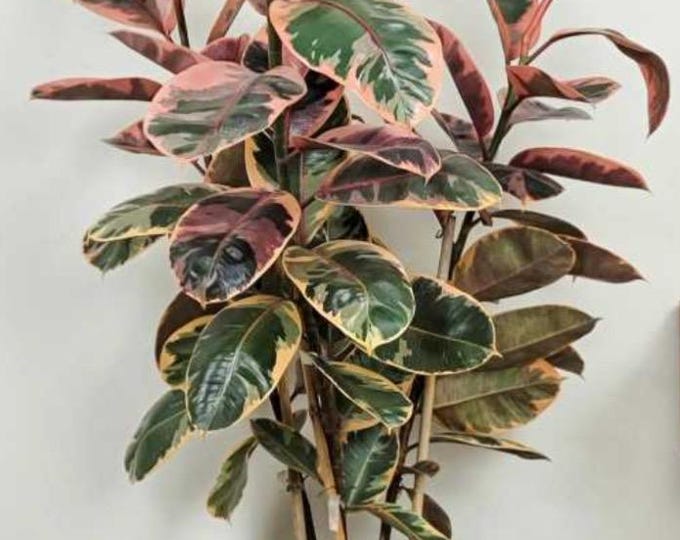 Ficus Fig 10"+ Plant (Variants)