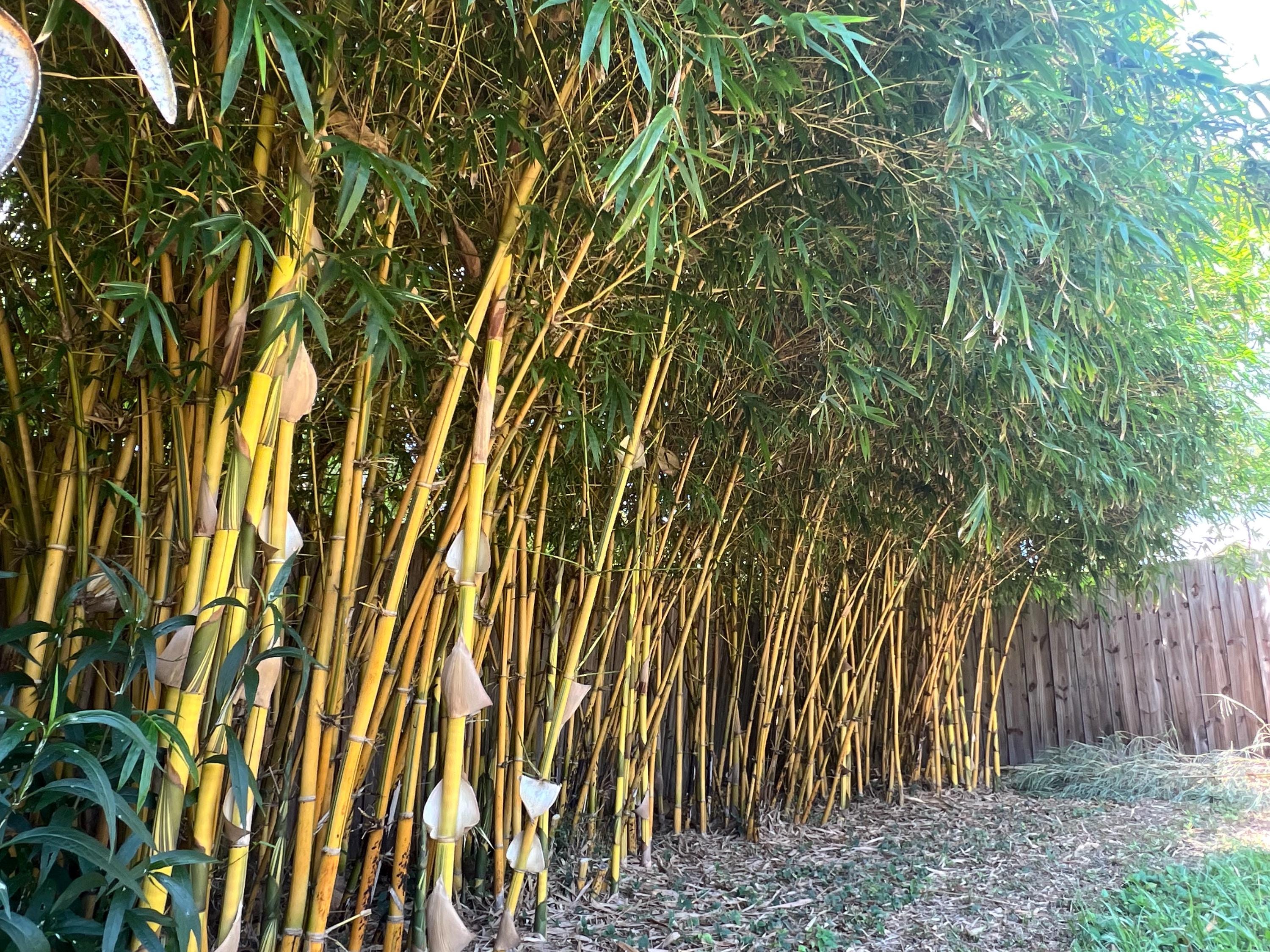 Asian Lemon Bamboo | Bambusa Eutuldoides 'viridi-vittata' - Etsy