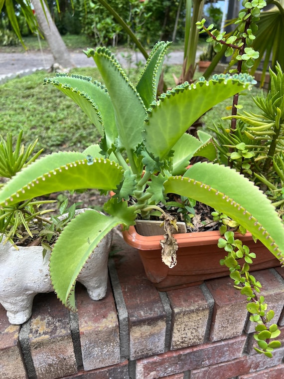 Mother of Millions Succulent