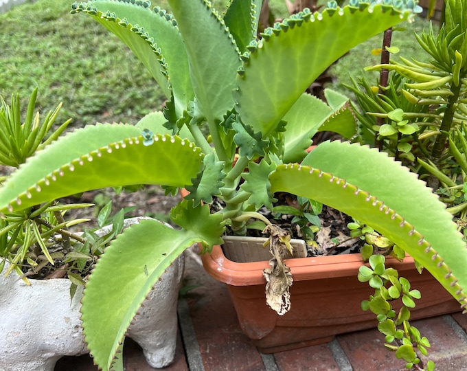 Mother of Millions Succulent