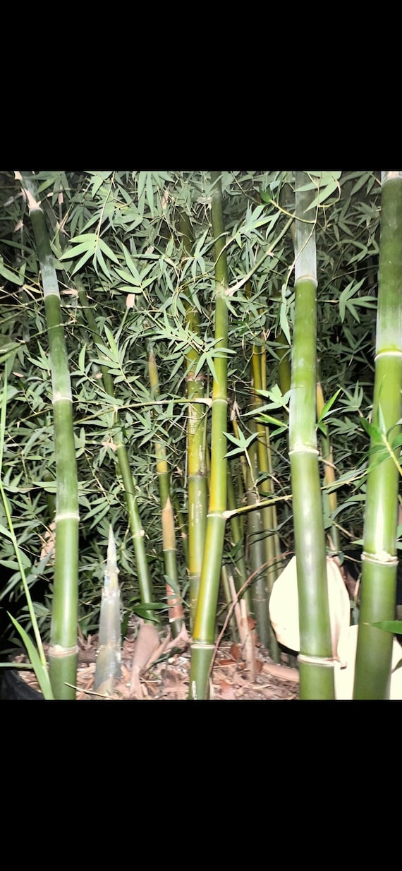 Seabreeze Timber Bamboo XL Rhizome Division - Etsy