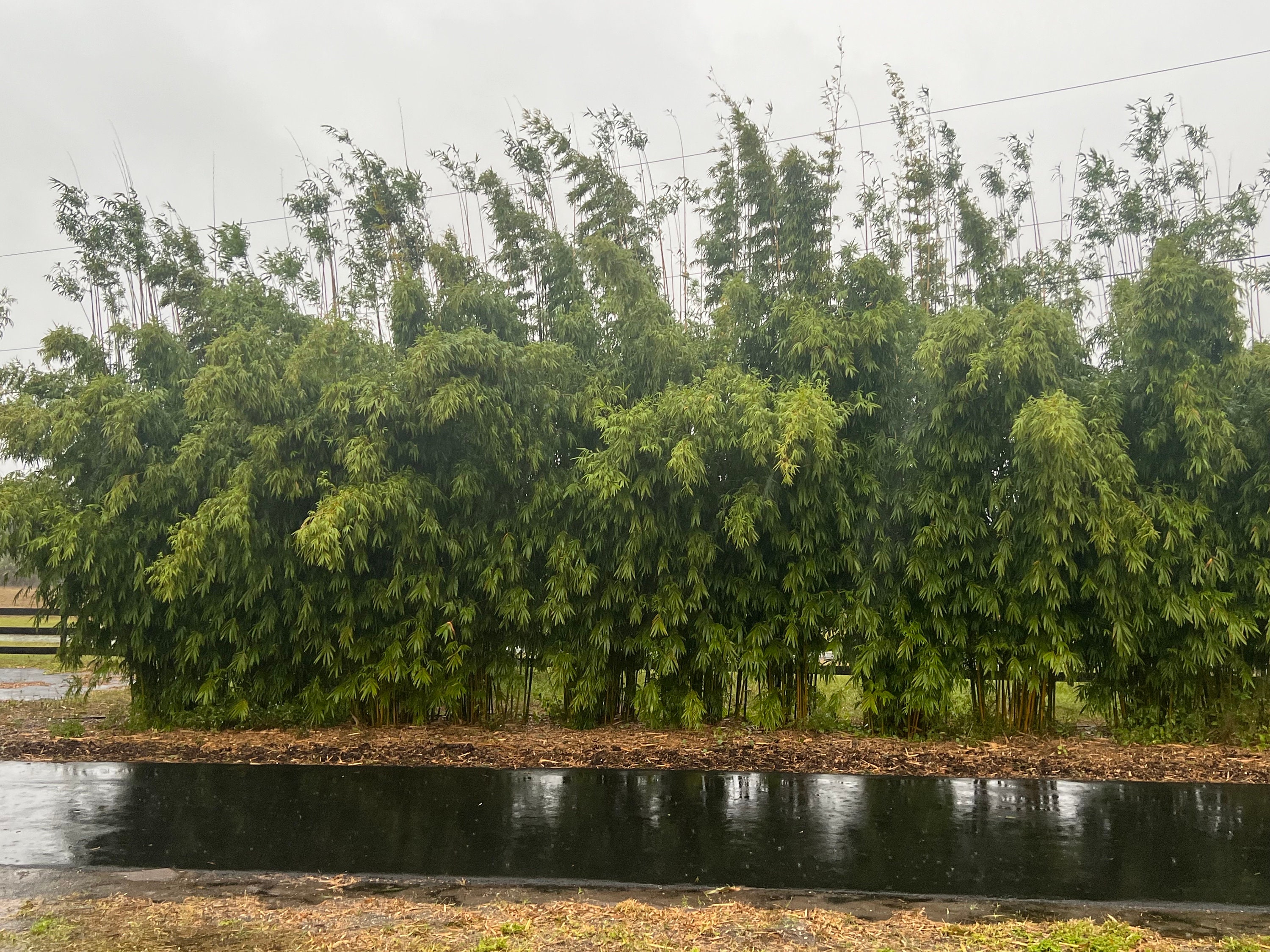 Buy Graceful Bamboo (Bambusa textilis 'Gracilis'), FREE SHIPPING, Wilson  Bros Gardens