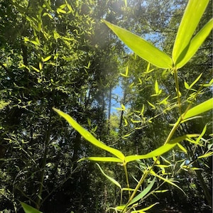 Golden Hedge privacy Bamboo live plants
