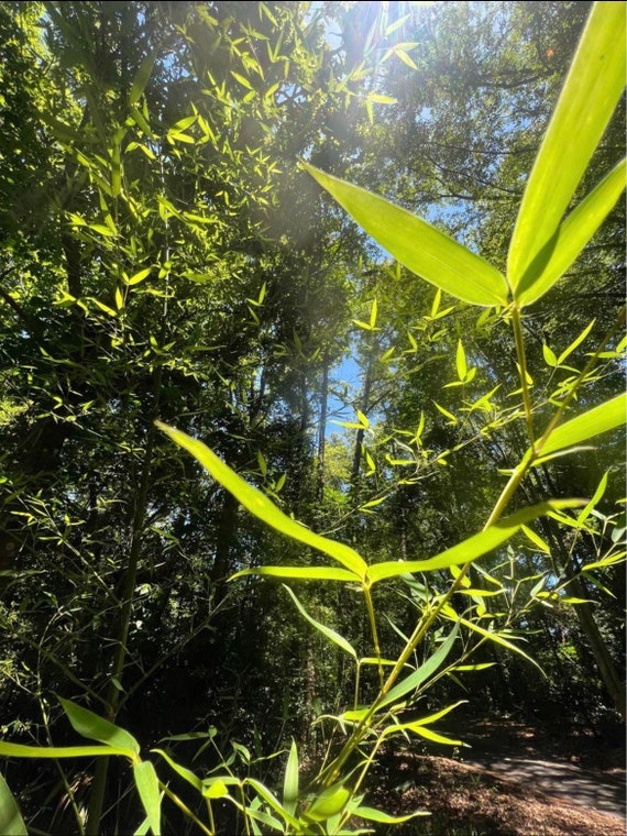 Golden Hedge privacy Bamboo live plants