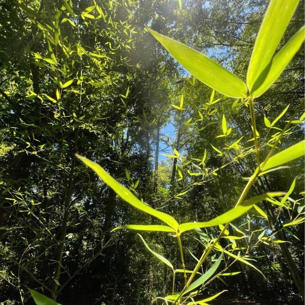 Golden Fishpole privacy hedge Bamboo live plants