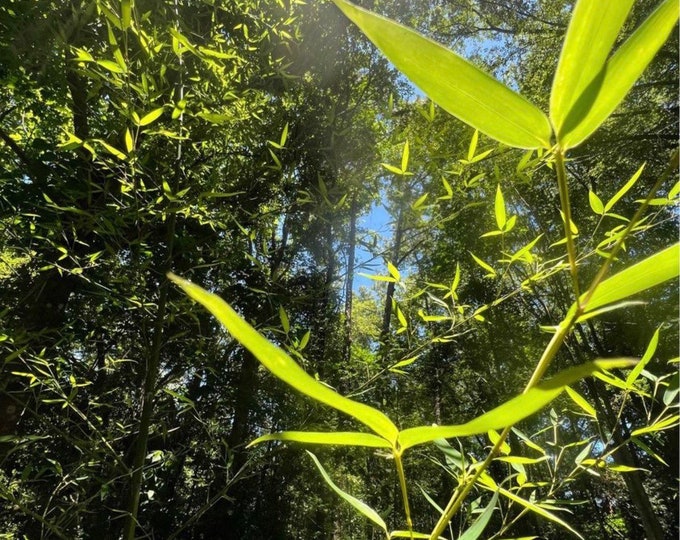 Golden Hedge privacy Bamboo live plants