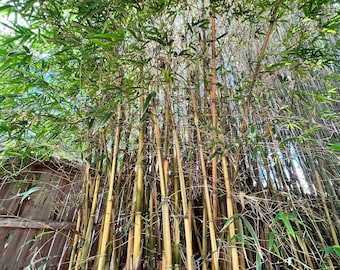 Asian-Lemon Bamboo Plant