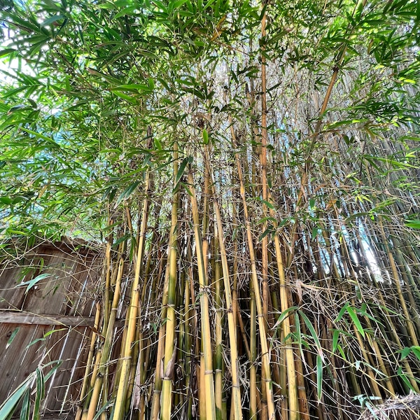 Asian-Lemon Bamboo Plant