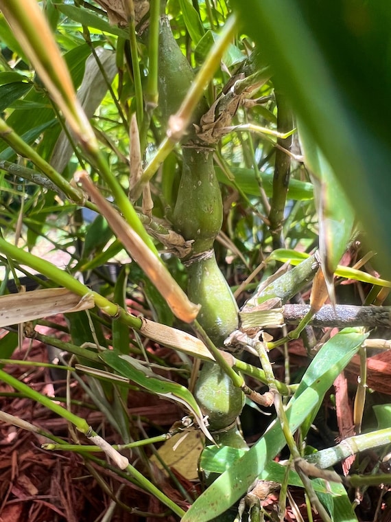 Buddha Belly [Green] Bamboo 1gal bonsai