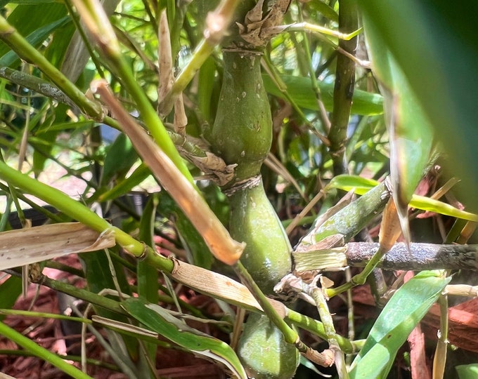 Buddha Belly [Green] Bamboo