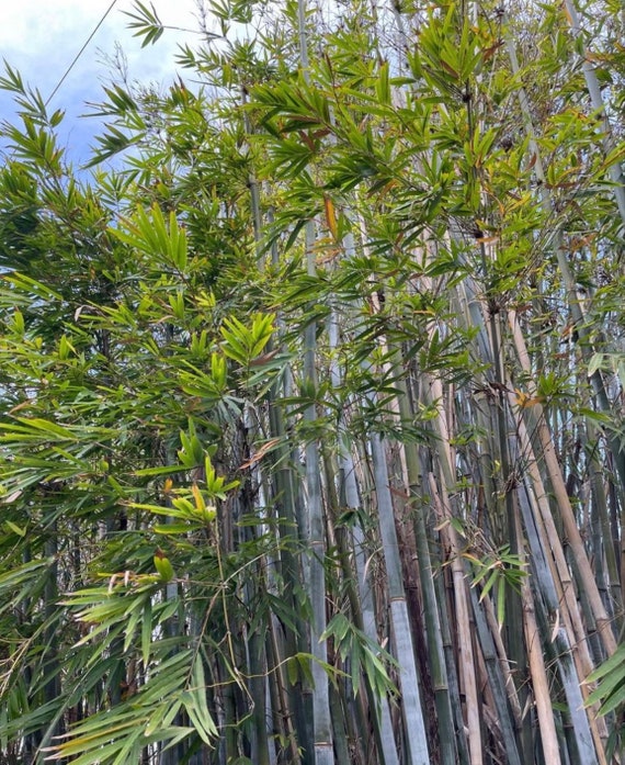 Tropical Blue Chungii Bamboo XL Rhizome Divisions
