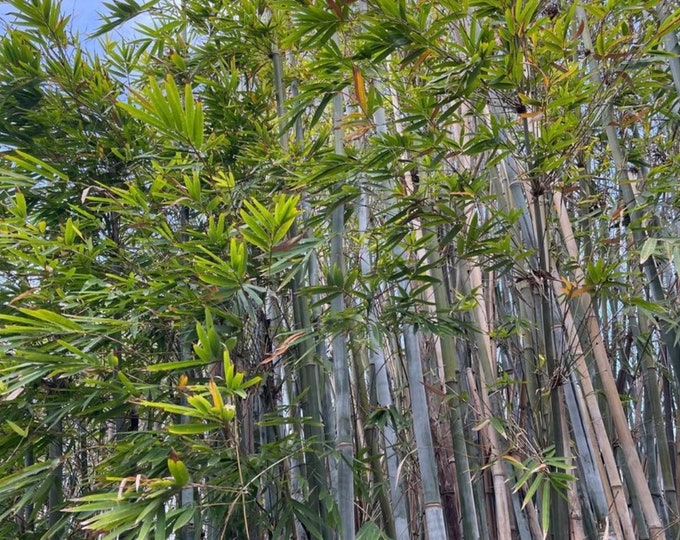 Tropical Blue Chungii Bamboo XL Rhizome Divisions