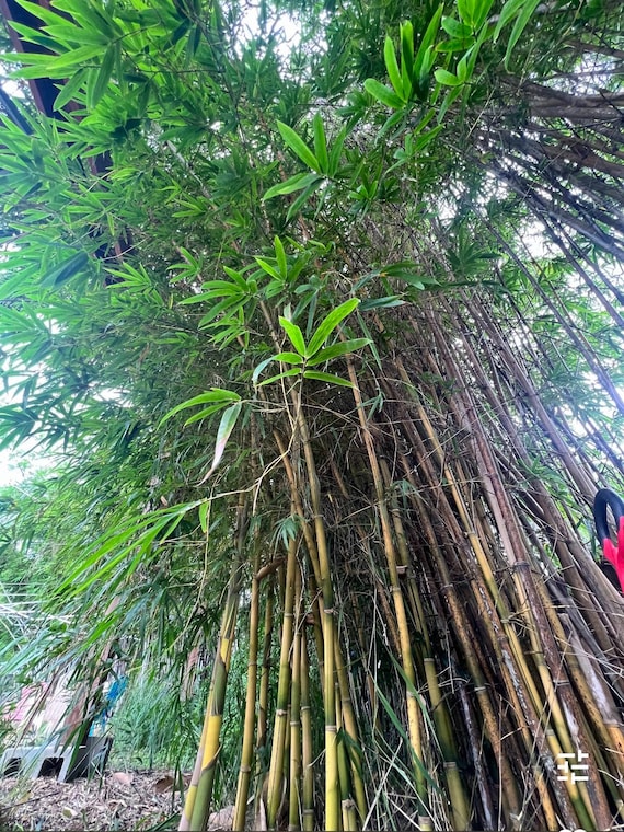 Asian-Lemon Bamboo Plant