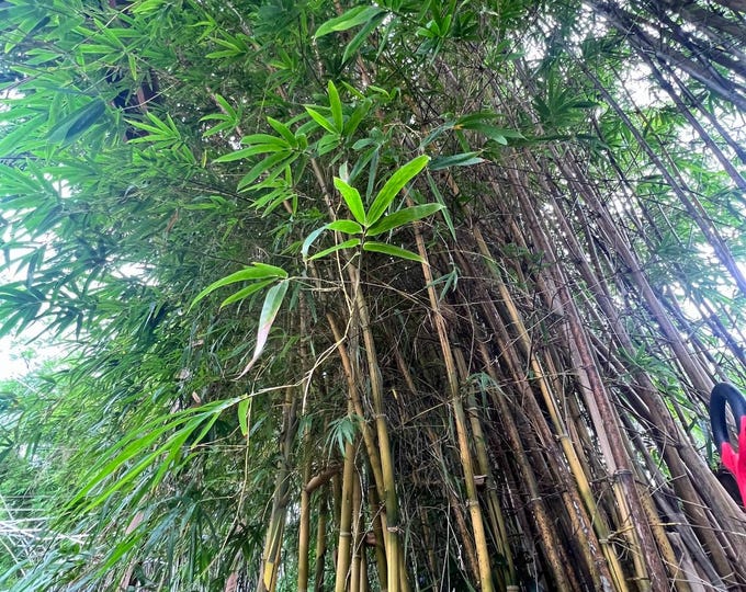 Asian-Lemon Bamboo Plant