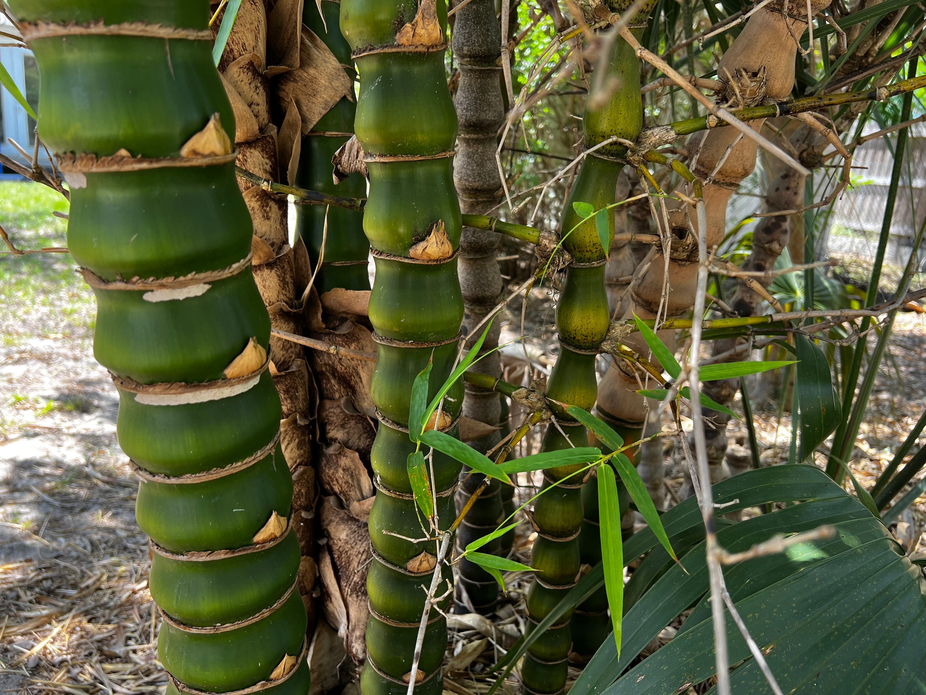 Buddha Belly Bamboo 