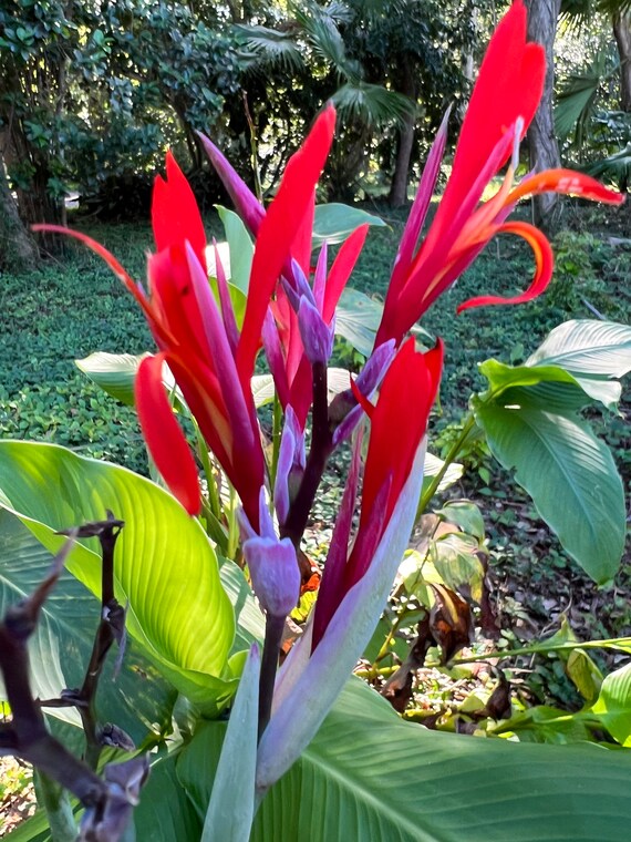 Canna 'coccinea' 3ft Live Canna Lilies Etsy