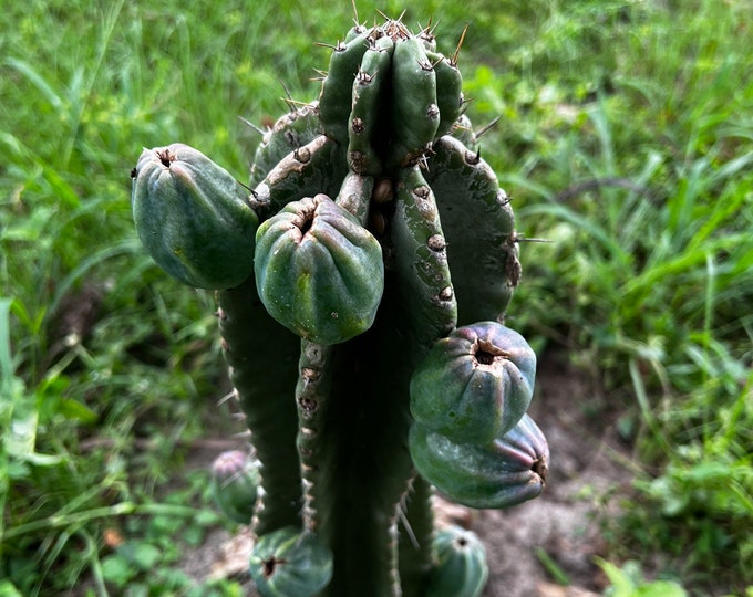 Peruvian Apple Cactus (Fruiting dragonfruit) 3gal