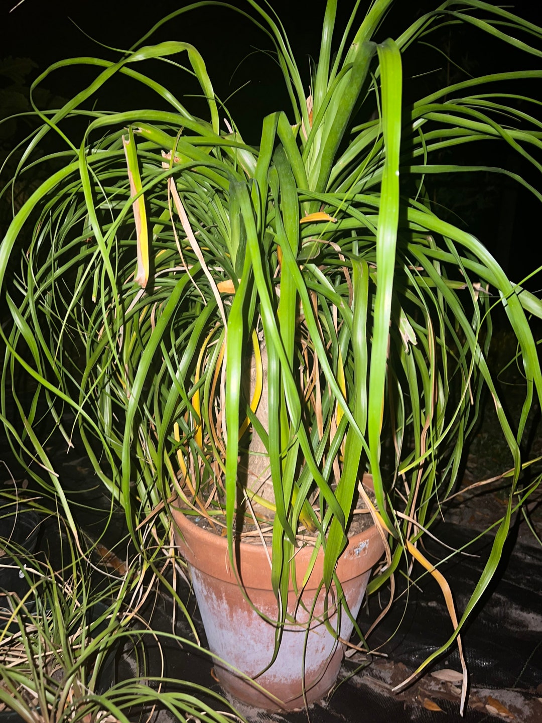 Long Neck Ponytail Palms 1gal Starter Plants - Etsy