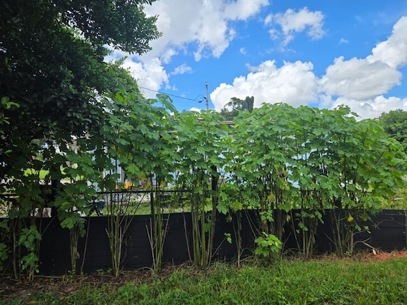 Sunflower Privacy Hedge Starter Plants