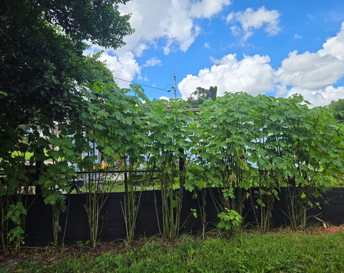 Sunflower Privacy Hedge Starter Plants