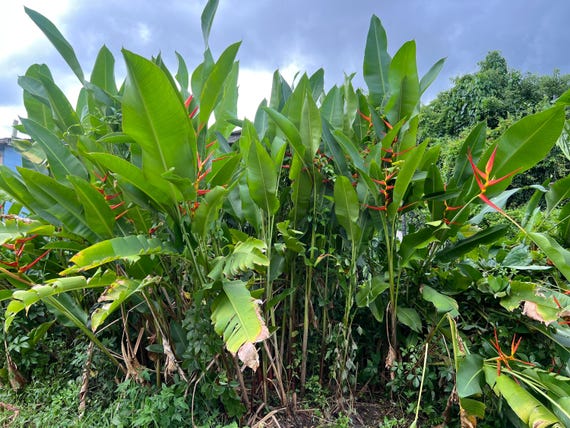 Tropical Lobster Claw Plant XL Rhizome