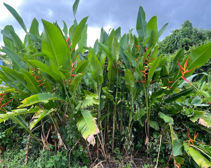Tropical Lobster Claw Plant XL Rhizome