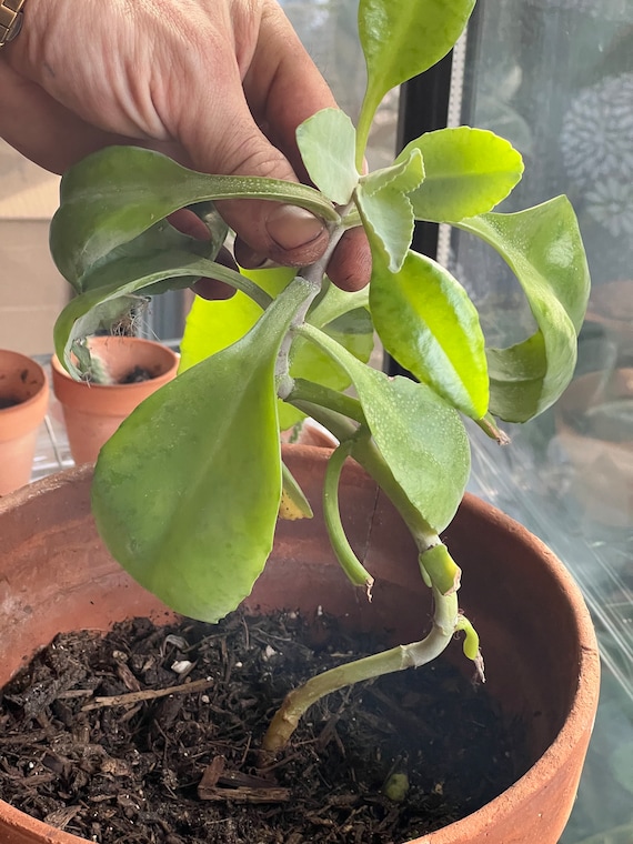 Dulcumara Amazonian Succulent *Medicinal* *RARE*