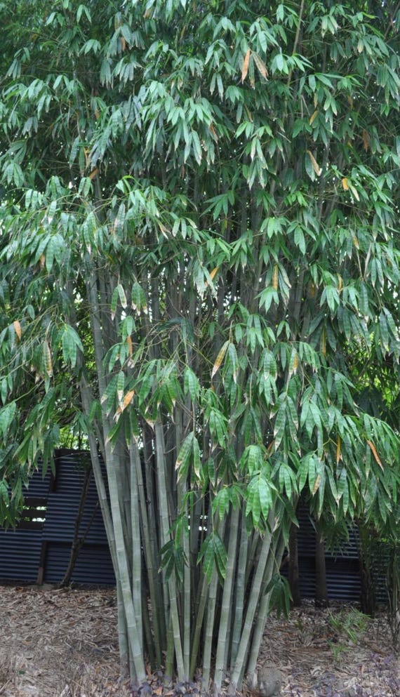 Angel Mist Bamboo | Dendrocalamus Minor ‘Amoenus’