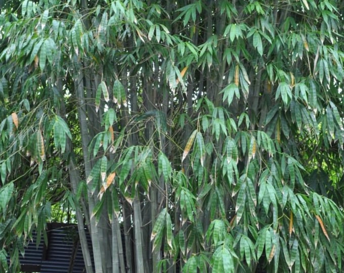 Angel Mist Bamboo | Dendrocalamus Minor ‘Amoenus’