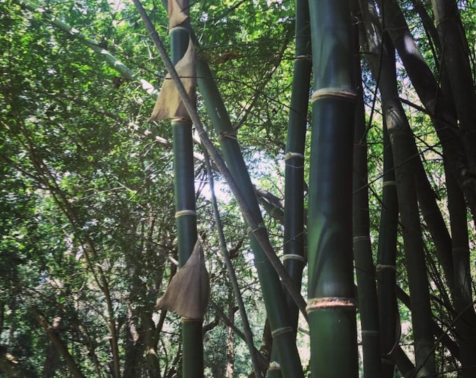 Bambusa Vulgaris | Tropical Timber Bamboo