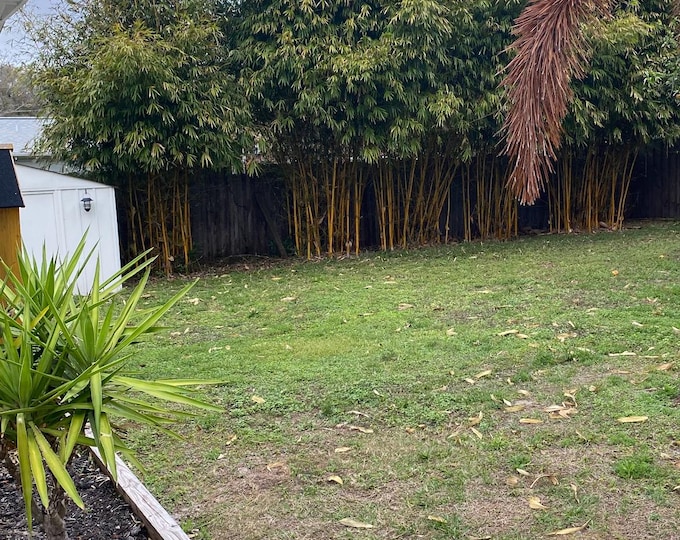 Asian-Lemon Bamboo Plant