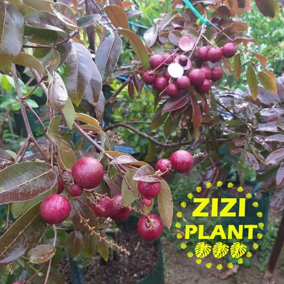 Red Ruby Longan Fruit Tree Living Plant With Phytosanitary Etsy