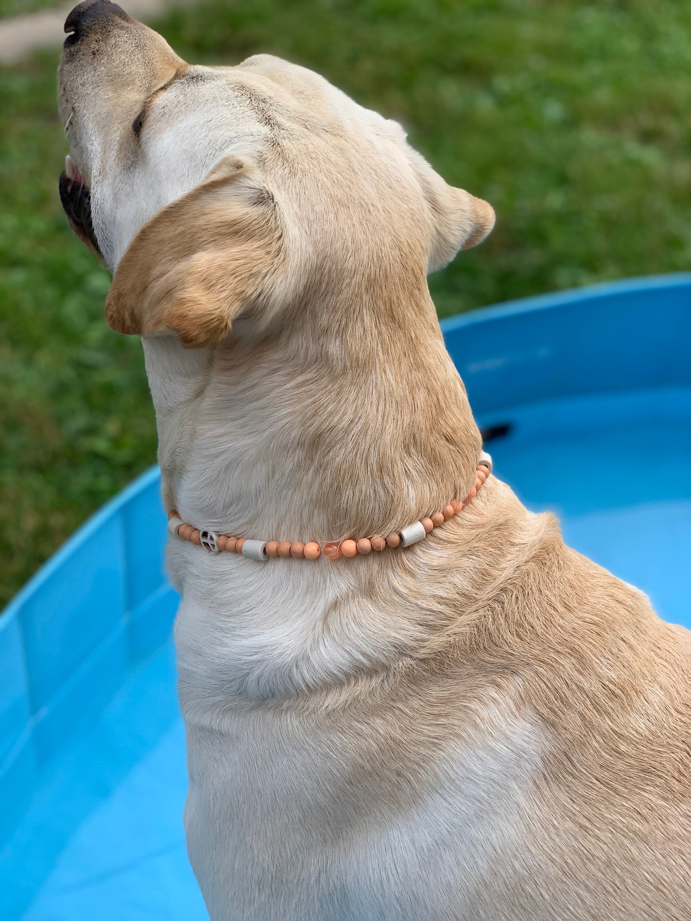 Markenband EM Keramik Kette Zeckenhalsband Hund Hundemarke Etsy